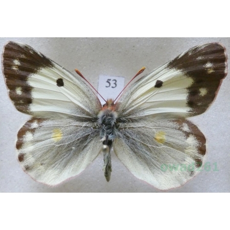 Colias erate (Esper, 1805) female Szlaczkoń erate Czech53
